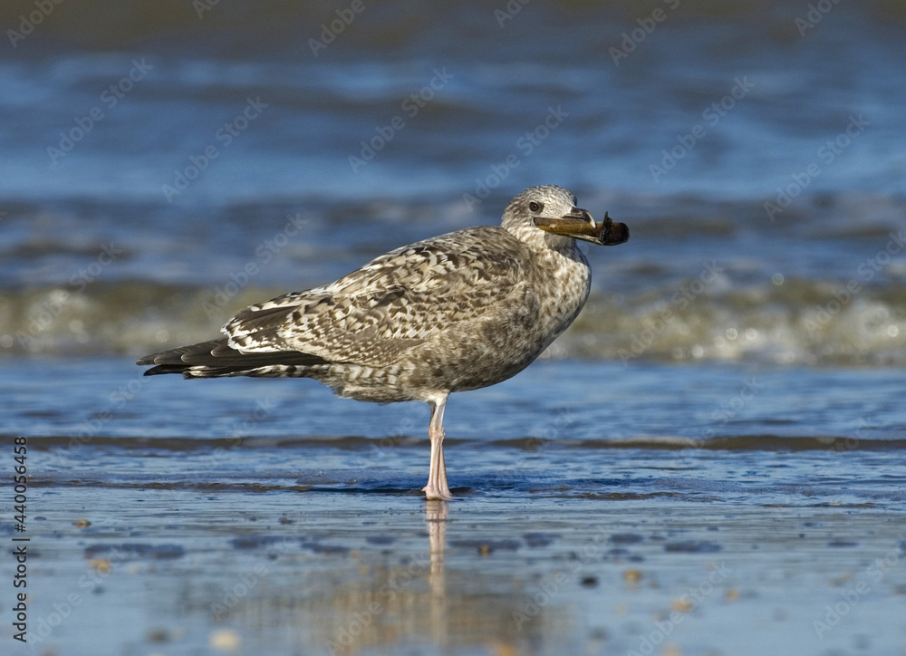 Herring Gull, Zilvermeeuw, Larus argentatus Herring Gull, Zilvermeeuw, Larus argentatus