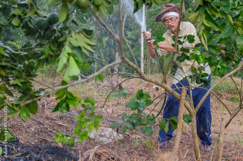 Handsome farmer watering lime tree in organic orchard in the evening