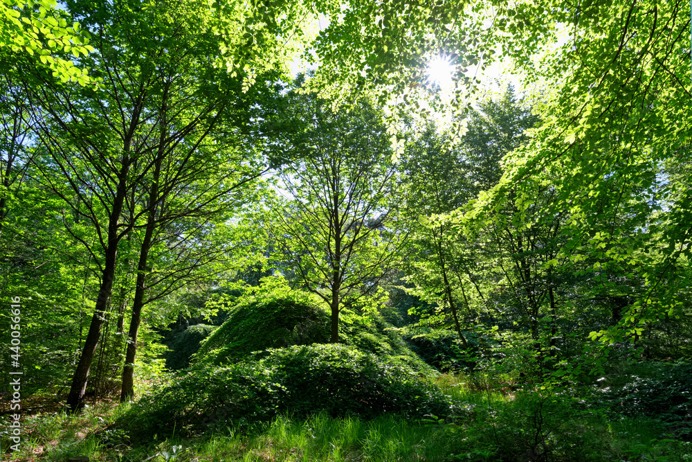 Dwarf beech foliage in Verzy forest. Reims mountain Regional Nature Park
