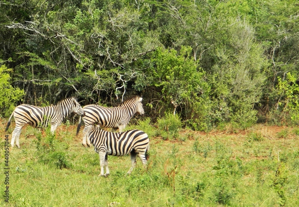 Naklejka premium Zebras in the Game Reserve