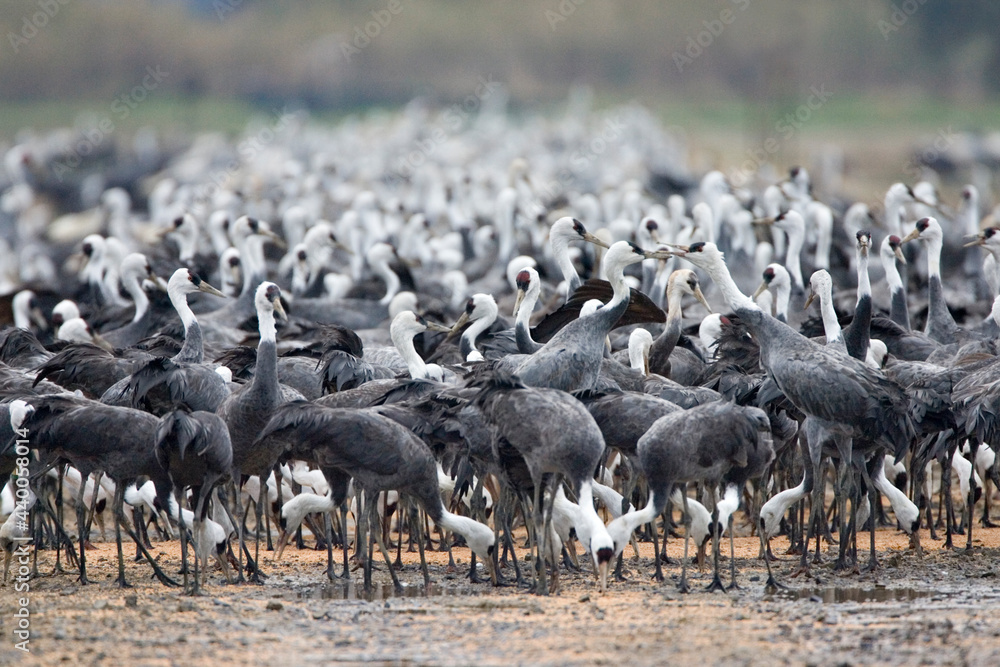 Obraz premium Monnikskraanvogel, Hooded Crane, Grus monacha