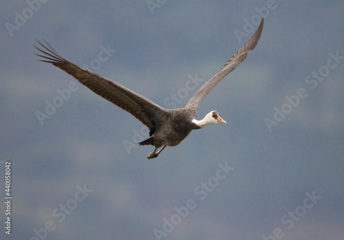 Hooded Crane  Monnikskraanvogel  Grus monacha