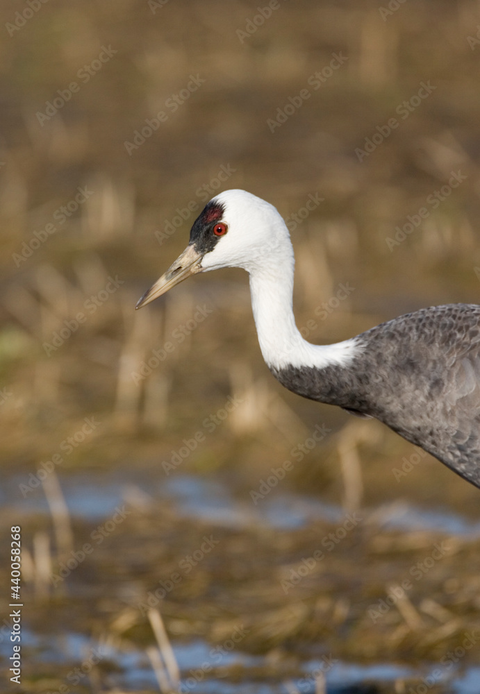 Fototapeta premium Monnikskraanvogel, Hooded Crane, Grus monacha