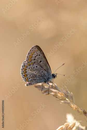 Orange blue brown butterfly in summer light brown background