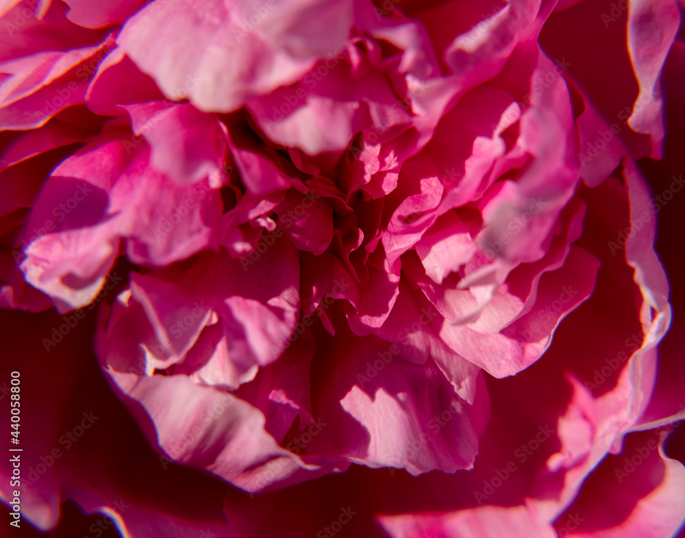 Pink peony flower Pink peony flower