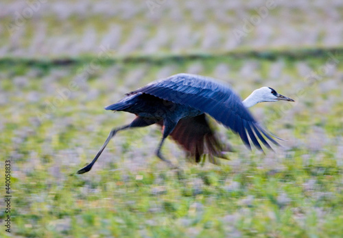 Hooded Crane, Monnikskraanvogel, Grus monacha