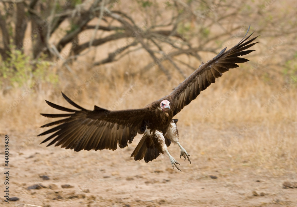Kapgier, Hooded Vulture, Necrosyrtes monachus Kapgier, Hooded Vulture, Necrosyrtes monachus
