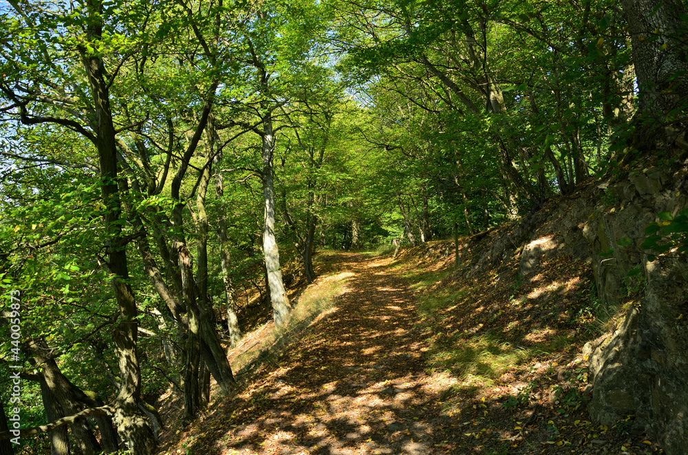 Obraz premium Auf einem schattigen Weg durch einen Laubwald