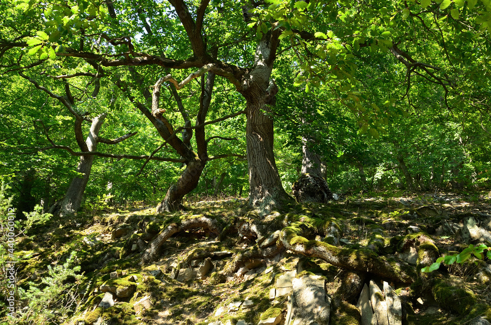 Knorrige Alte Eichen am Urwaldsteig um den Edersee Knorrige Alte Eichen am Urwaldsteig um den Edersee
