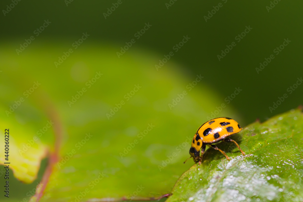 Obraz premium Green leaf with ladybug