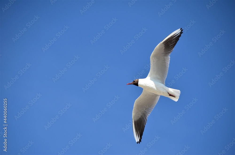 Fototapeta premium Vol d'une mouette rieuse Baie de Somme juin 2021