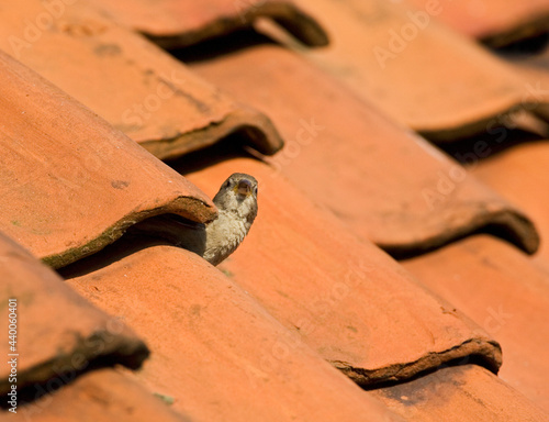 Huismus, House Sparrow, Passer domesticus photo