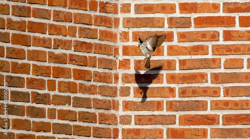 Huismus, House Sparrow, Passer domesticus