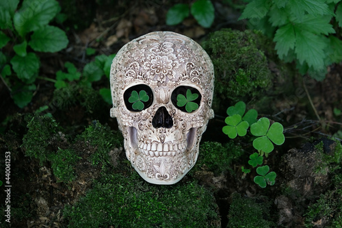 decorative human skull and clover leaves on dark natural background. magic esoteric ritual. Mysticism, divination, wicca, occultism, Witchcraft concept. flat lay