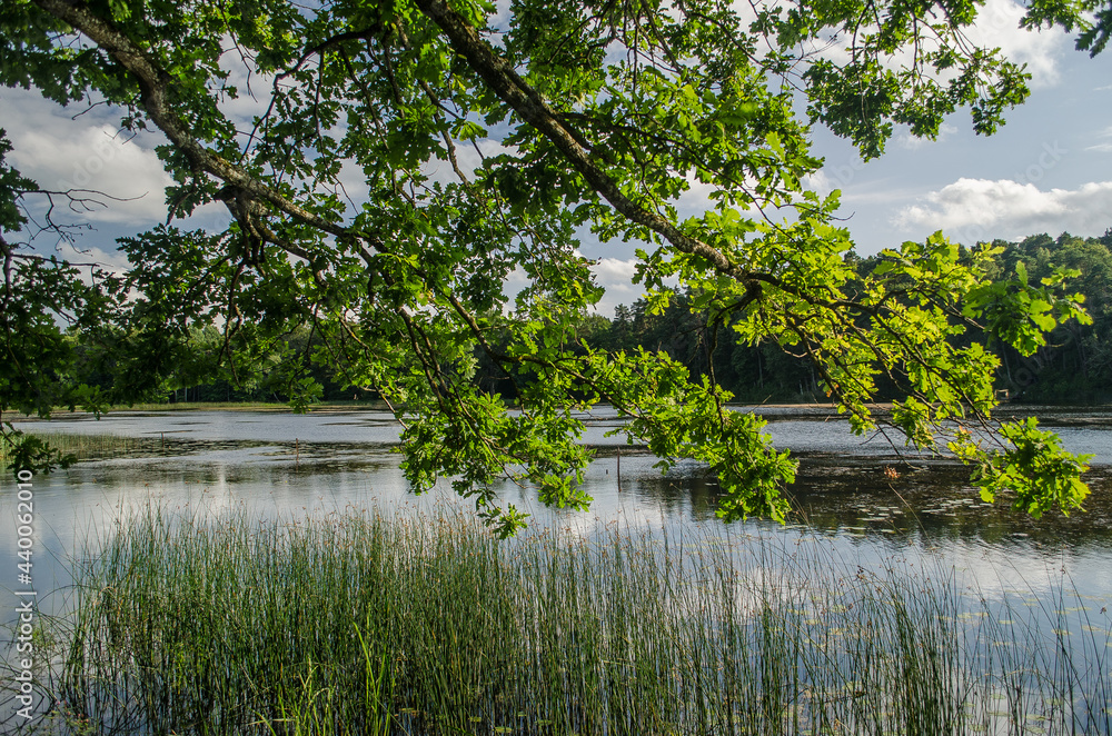 Obraz premium Kazdanga village mill lake in sunny summer day, Latvia.