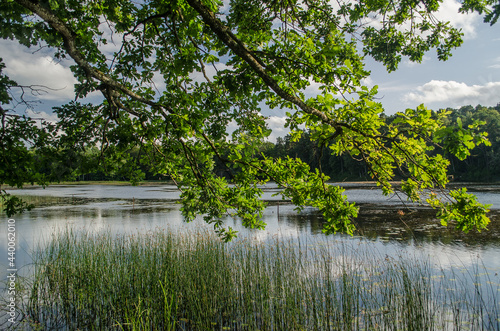 Fototapeta Naklejka Na Ścianę i Meble -  Kazdanga village mill lake in sunny summer day, Latvia.