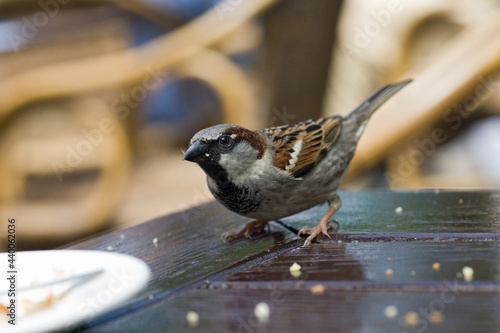 House Sparrow, Huismus, Passer domesticus photo