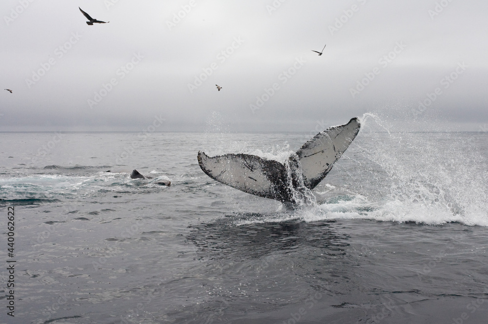 Fototapeta premium Bultrug, Humpback Whale, Megaptera novaeangliae