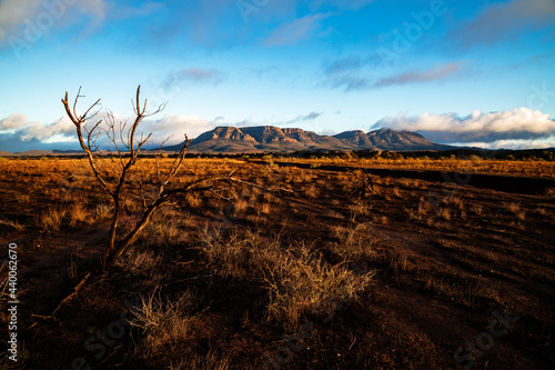 early morning light on plains with wilpena pound in background photo