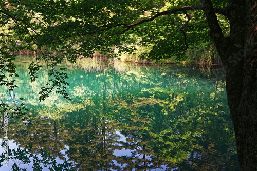 Fototapeta Naklejka Na Ścianę i Meble -  五色沼の湖面に映る新緑