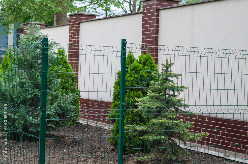 Green thuja trees on the background of a white and red stone fence. Landscaping. Green thuja trees on the background of a white and red stone fence. Landscaping.