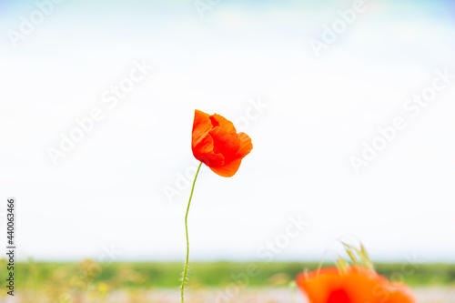 A close up of poppies blooming in summer