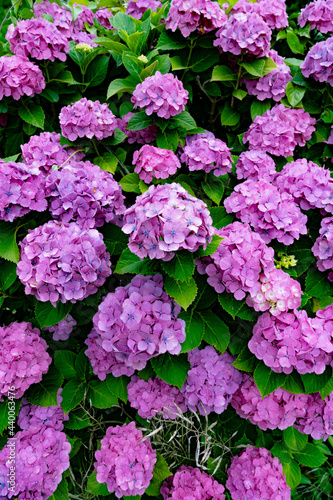 紫陽花
