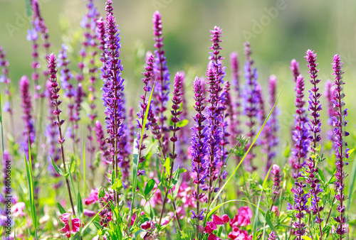 Blooming meadow wild flowers, beauty of summer pure nature