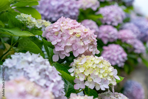紫陽花