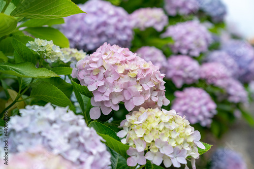 紫陽花