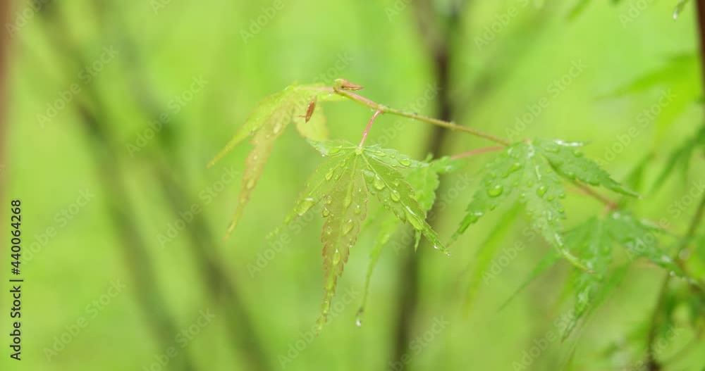 Rain drops falling on Japanese green maple bush leaf close up shot shallow depth of field real time no people Rain drops falling on Japanese green maple bush leaf close up shot shallow depth of field real time no people