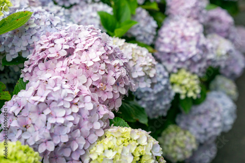 紫陽花