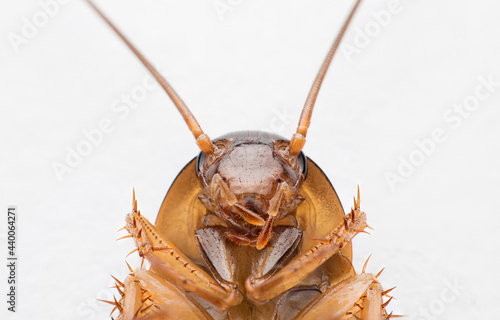 Fototapet Close-up cockroach, straight face