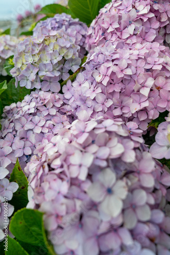 紫陽花