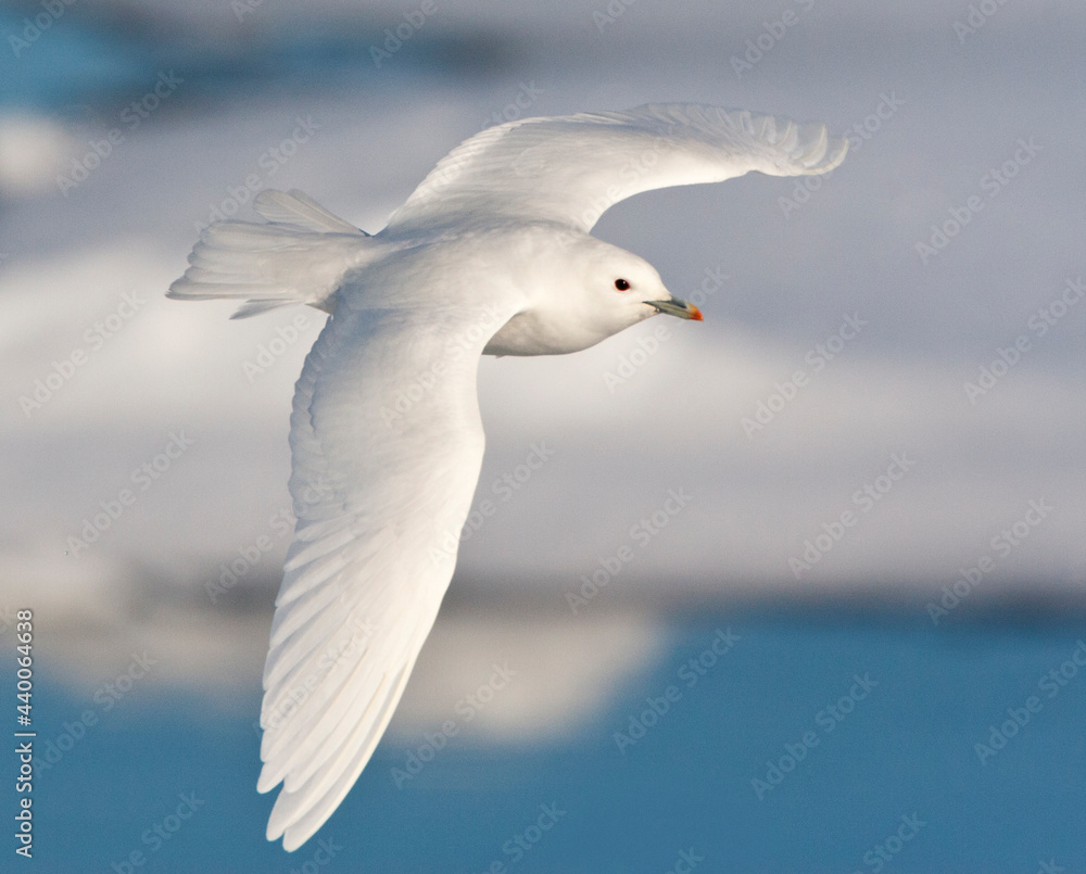 Fototapeta premium Ivoormeeuw, Ivory Gull, Pagophila eburnea