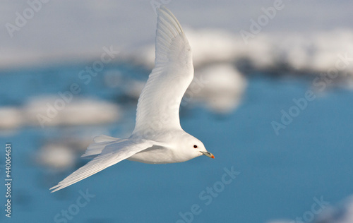 Obraz na płótnie Ivoormeeuw, Ivory Gull, Pagophila eburnea w salonie
