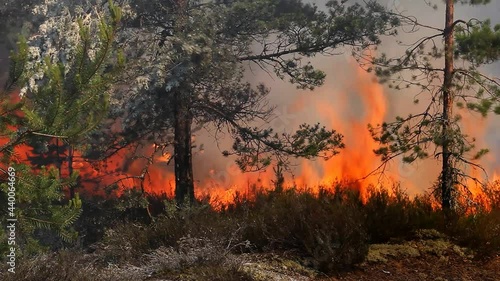 A fire burns trees in a wild forest. Damage to wild nature and animals by burning the woodland.