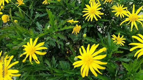 Slow motion of yellow Euryops chrysanthemoides flowers.