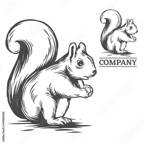 squirrel illustration in hand drawn style  vector file color is easy to edit  can use for logo too