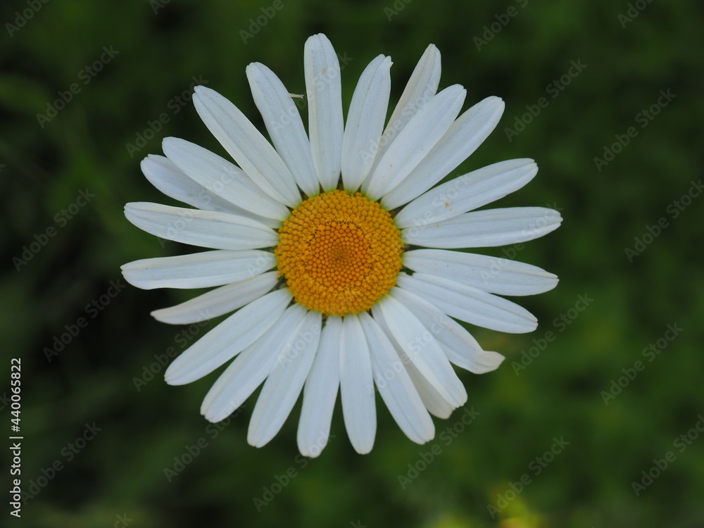Fototapeta premium the head of a daisy close up 