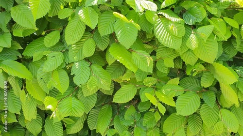 Full frame background with a natural fence of green leaves slow motion. A green leaves swaying in the wind.
