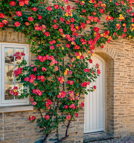 Beautiful climbing roses on the side of a Cotswolds cottage photo