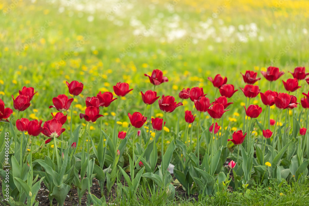 A group of red tulips on a flowerbed in the park recreation area. Place for the inscription, copyspace A group of red tulips on a flowerbed in the park recreation area. Place for the inscription, copyspace