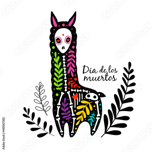 Vector colorful lama or alpaca skeleton with floral design, isolated on white background. Dia de los Muertos, Day of the dead or Halloween concept