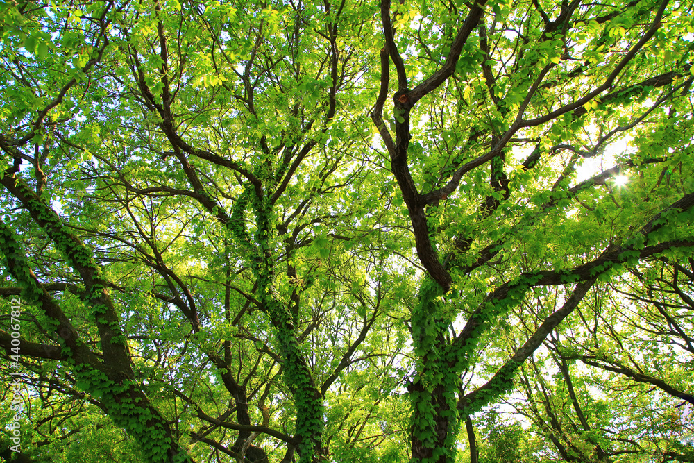 Obraz premium 森林 輝く太陽の光