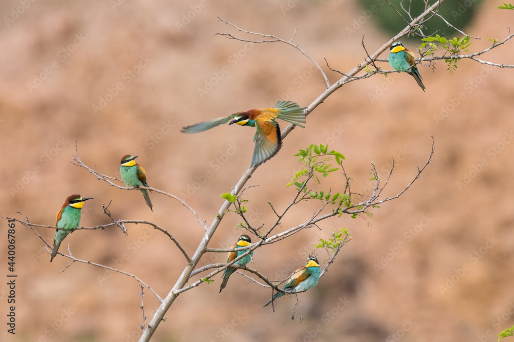 The European bee-eater sits on a branch