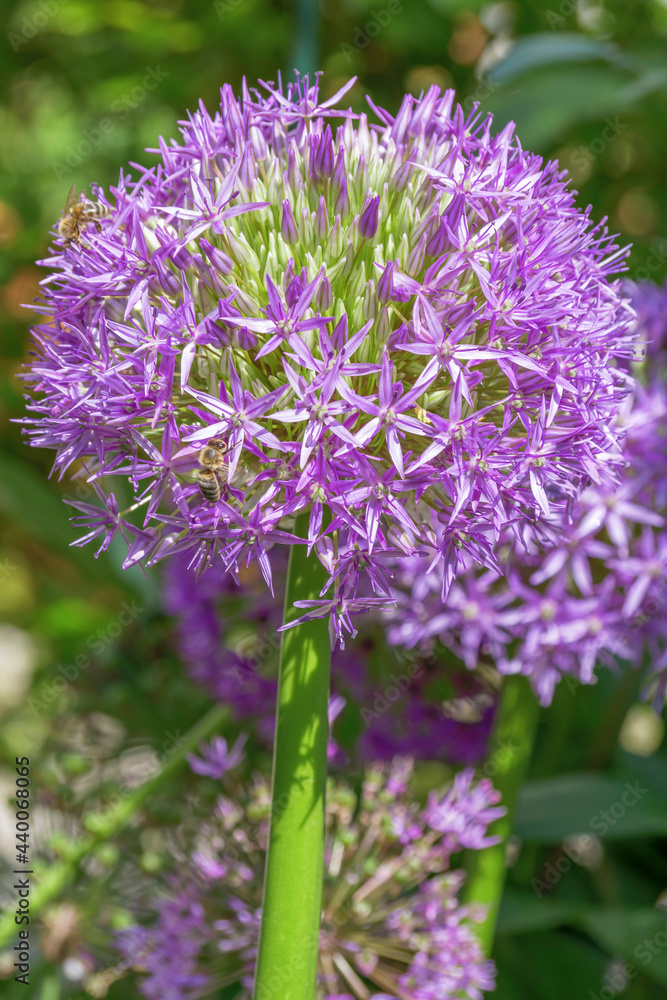Zierzwiebel (Allium nigrum)