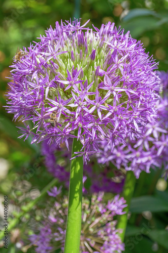 Zierzwiebel  Allium nigrum 