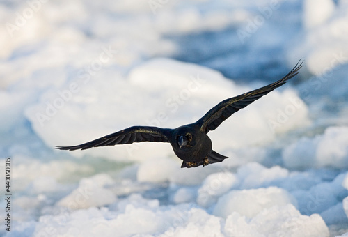 Dikbekkraai, Large-billed Crow, Corvus macrorhynchos photo