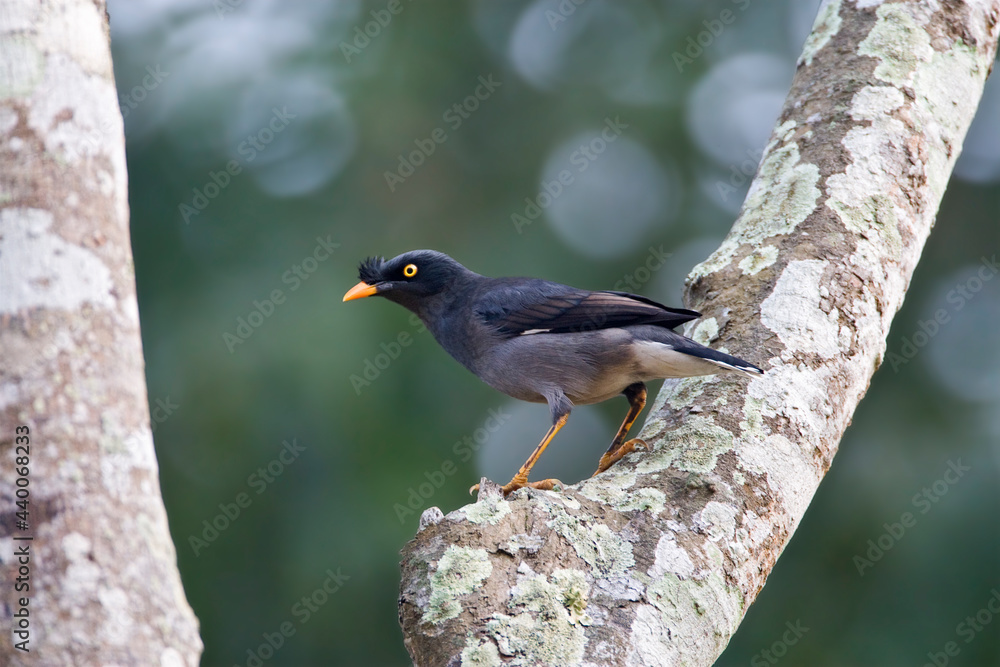 Fototapeta premium Junglemaina, Jungle Myna, Acridotheres fuscus